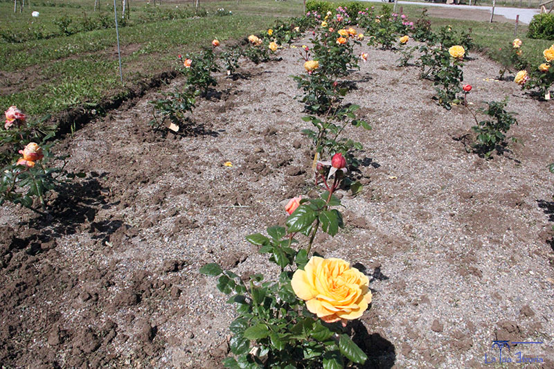 Giardino Arcobaleno (Campo delle Rose) - inaugurazione