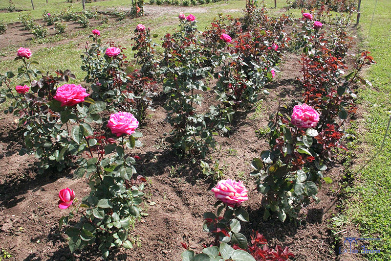 Giardino Arcobaleno (Campo delle Rose) - inaugurazione