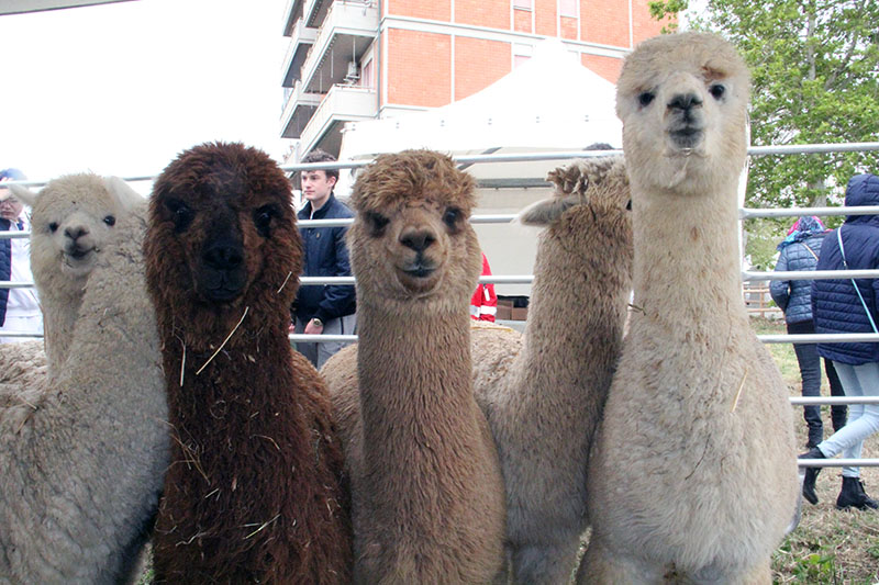 Fiera Tarquinia 2023 - Mo.Me.M.A. Mostra mercato macchine agricole