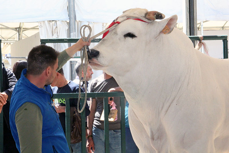 Agriumbria 2024 - UmbriaFiere