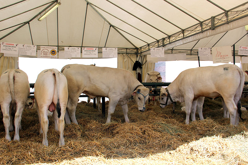 Agriumbria 2024 - UmbriaFiere