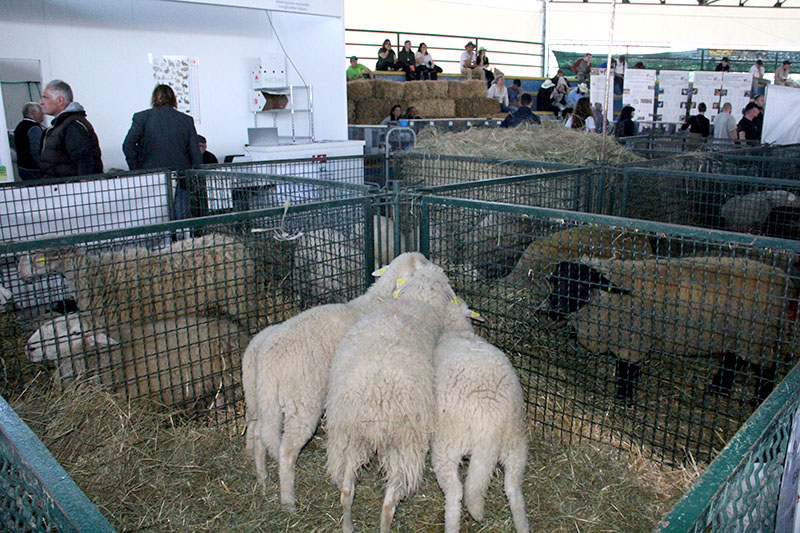 Agriumbria 2024 - UmbriaFiere