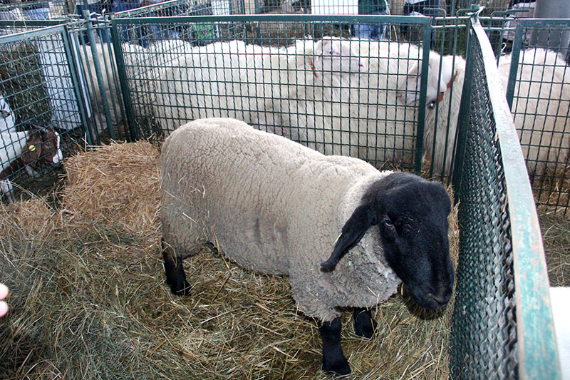 Agriumbria 2024 - UmbriaFiere