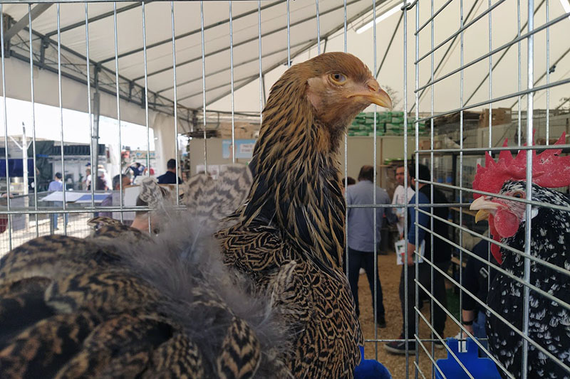 Agriumbria 2024 - UmbriaFiere