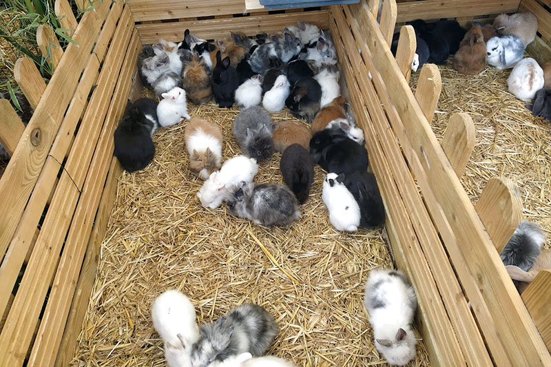 Agriumbria 2024 - UmbriaFiere