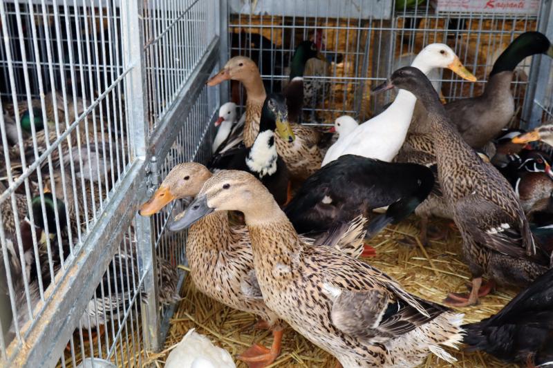Agriumbria - inaug. 57ª edizione
