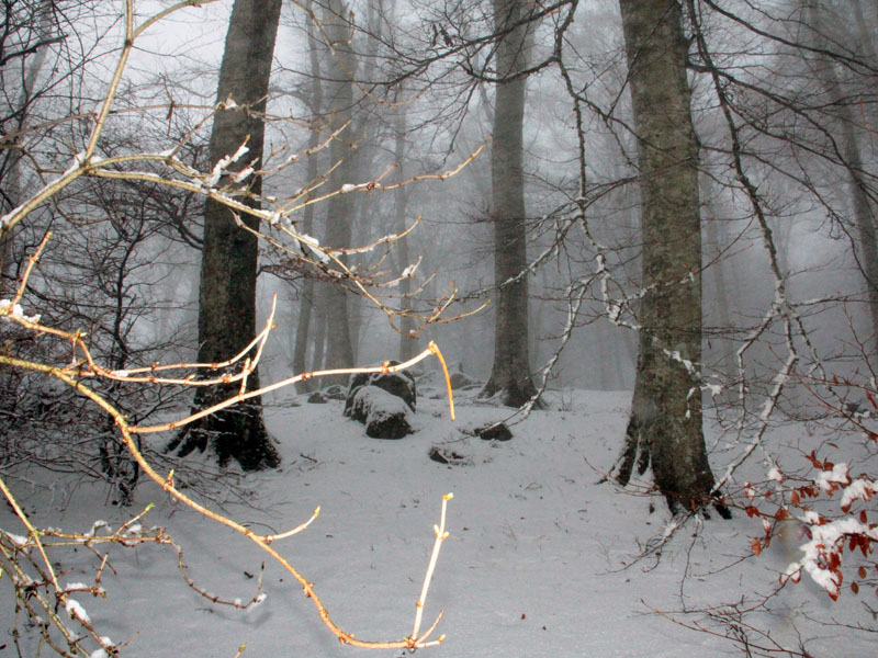 faggeta neve