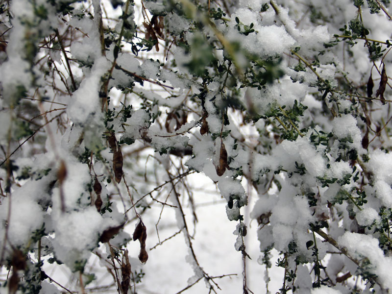 neve alla faggeta