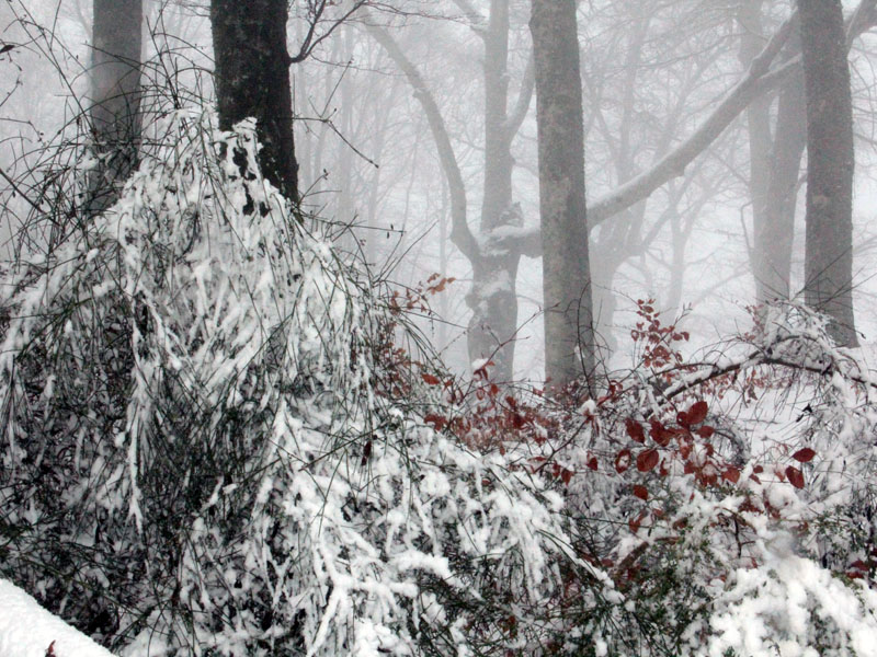 Faggeta, prima nevicata